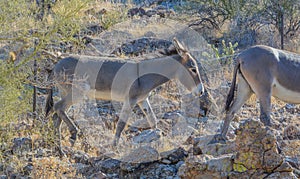 Free roaming Wild Burro`s at the Lake Pleasant Regional Park. Sonoran Desert, Arizona USA