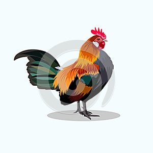 Free Rooster Illustration vector