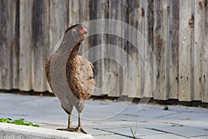 A free running Araucana hen in front of a barn