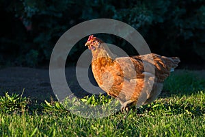 A free running brown hen with nature background