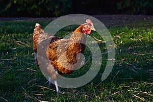 A free running brown hen with nature background