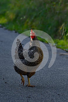 A free running hen with a black and white barred plumage