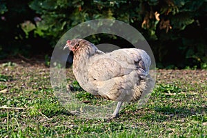 A free running hen without tail