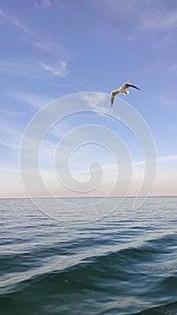 a free seagull flies over a calm quiet sea in the rays of the sun