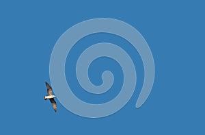 Free seagull flying with fully spread wings on a clean blue sky background with plenty of space for copy text