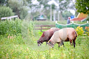 Free sheep grazing in Zaandam, Netherlands photo