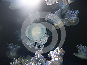 Free soaring white jellyfish