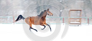 Free sorrel horse without harness galloping on the winter field