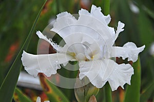 Iris Garden Series - Free Space white bearded iris with green background