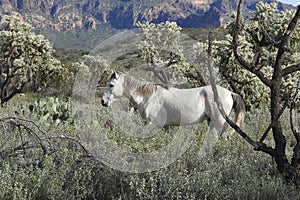 Free Spirit, Wild horses of the Salt river, Arizona