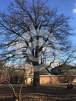 Free-standing tree, type of tree-oak, winter,
