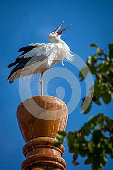 Free stork around a zoo