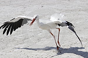 Free stork fliying photo