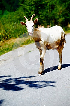 Zdarma letní koza chůze po horské silnici v slunečný den.