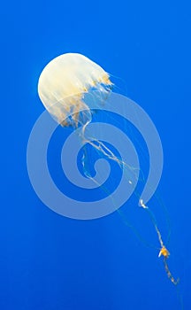 Free-Swimming Jellyfish in Blue water