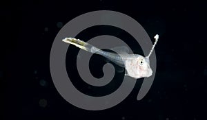 A free swimming larval scrawled filefish at night.