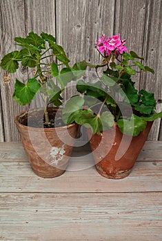 Pelargoniums with pink flowers in old rustic clay pots close-up on a light wooden background.