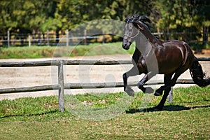 Free to run. a dark bay horse galloping in a field on a ranch.