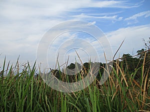 Free view of forest, river, mountain, sky in public and open area of Subang Regency