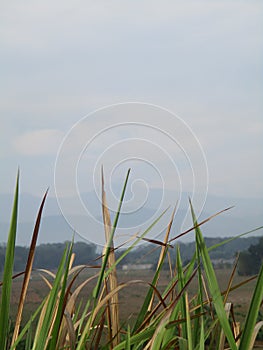 Free view of forest, river, mountain, sky in public and open area of Subang Regency