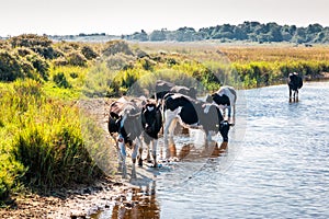 Free walking cows and standing in the water on the island Schiermonnikoog