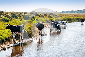 Free walking cows and standing in the water on the island Schiermonnikoog