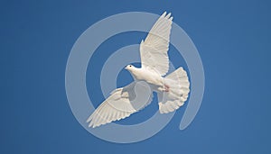 free white dove flies beautifully across the blue sky