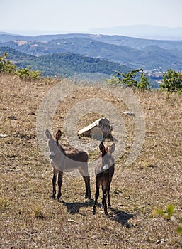 Free wild donkeys