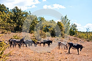 Free wild donkeys photo