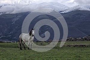 Free wild horse at the foot of the Stara Planina Mountains in Bulgaria