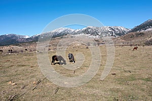 Free wild horse herd grazing at Epirus nature, Greece. Winter day, snowy mountain peak background