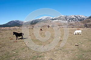 Free wild horse herd grazing at Epirus nature, Greece. Winter day, snowy mountain peak background