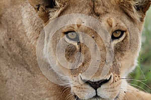 Free wild roaming african lion