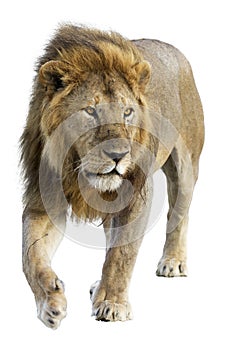 Free wild roaming african lion