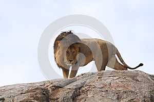 Free wild roaming african lion