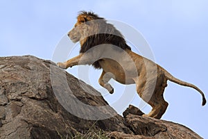 Free wild roaming african lion