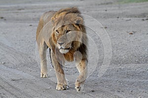 Free wild roaming african lion