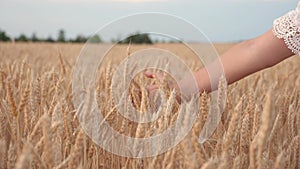Free young woman farmer walking along a grain field and touches hand with ripe spikelets of wheat. The concept of