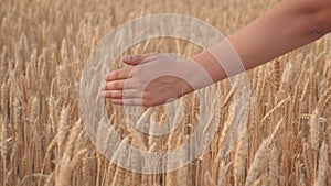 Free young woman traveler walks along a grain field and touches ripe ears of wheat with her hand. Agricultural business