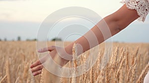 free young woman traveler walks along a grain field and touches ripe ears of wheat with her hand. Agricultural business