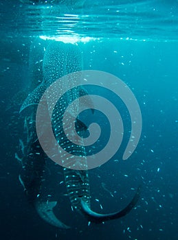 Whaleshark at derawan island, indonesia photo