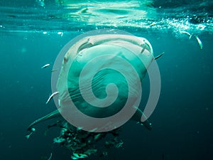 Whaleshark at derawan island, indonesia photo