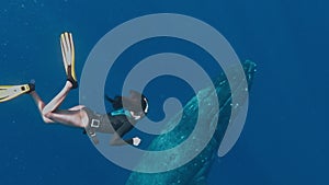Freediver girl diving with a humpback whale in Tonga, exclusive shot, man visiting a whale in the wild, freedom concept