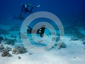 The freediver tries to catch a diver by fin