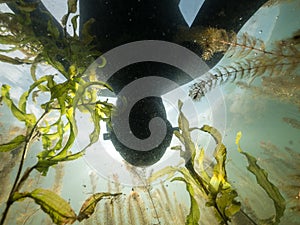 Freediver with wetsuit between leaves of aquatic plants