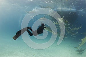 Freediver Wide with Boat and Lemons