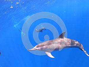 Freediving with Spinner Dolphins