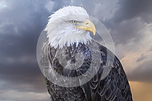 Freedom American white-headed eagle, beautiful hunter bird with