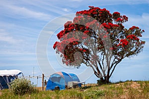 Freedom camping under flowering Pohutukawa trees