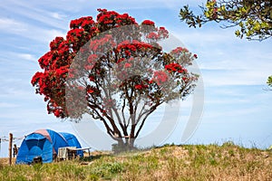 Freedom camping under flowering Pohutukawa trees